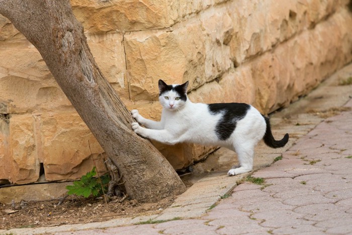 木で爪とぎをする猫