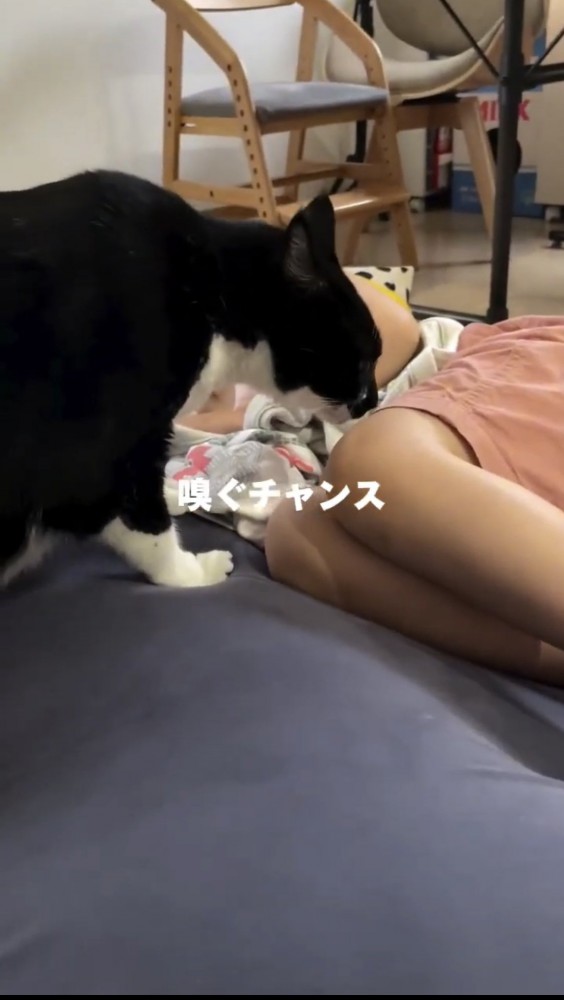 寝転がる女の子と猫