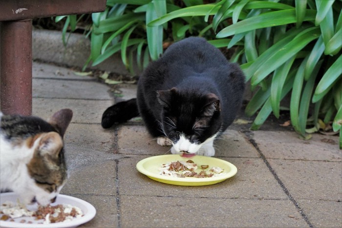 食事中の猫