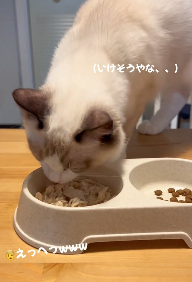 ささみを口に入れるシェルちゃん