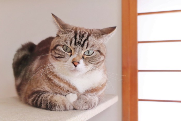 腕組みをして考えるトラ猫 イカ耳