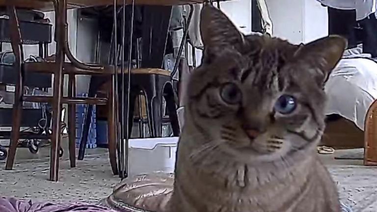 ペットカメラに映る猫