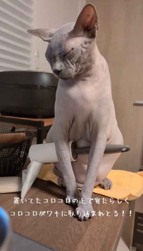 お座りをして目を瞑る猫
