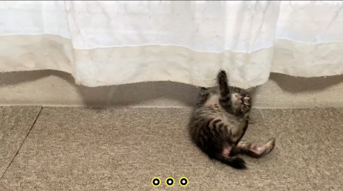カーテンの前で仰向けに転がる子猫