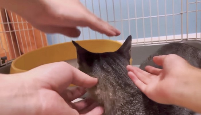 みんなが触っても平気な野良猫