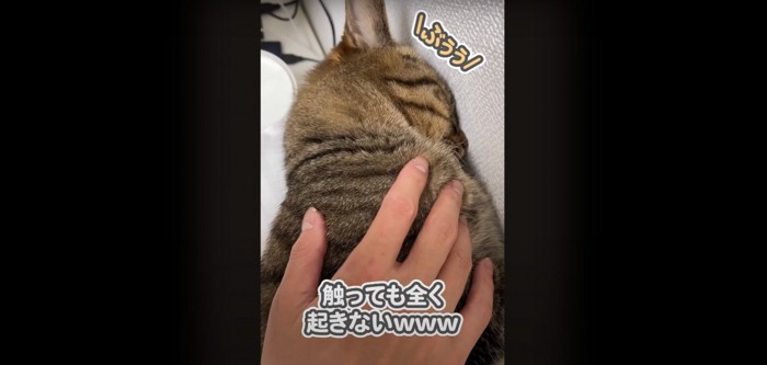 触られても眠り続けるさもじくん