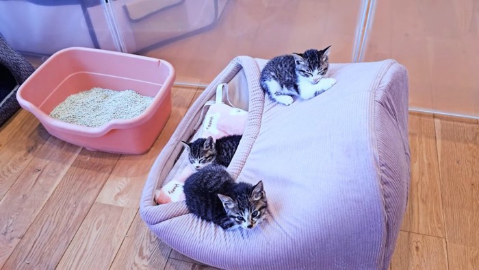 猫用ベッドで寛ぐ3匹の子猫