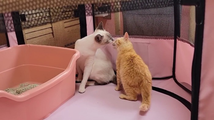 顔を近づける2匹の子猫