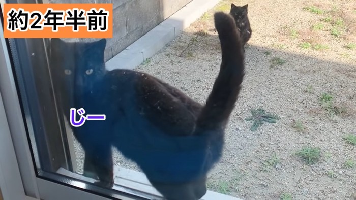 黒猫