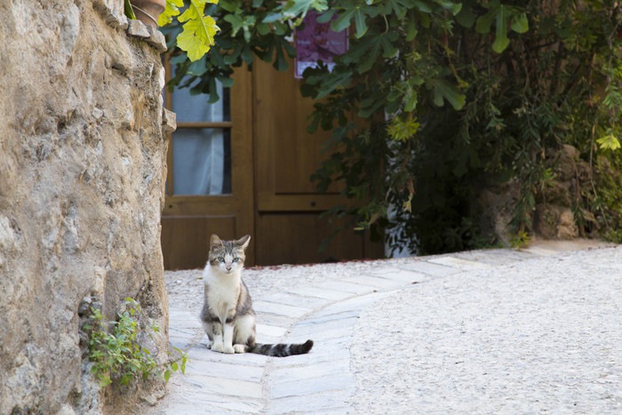 欧州路地裏の猫