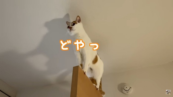 扉の上に立つ猫