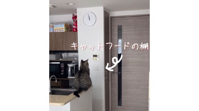 キッチンにいた猫