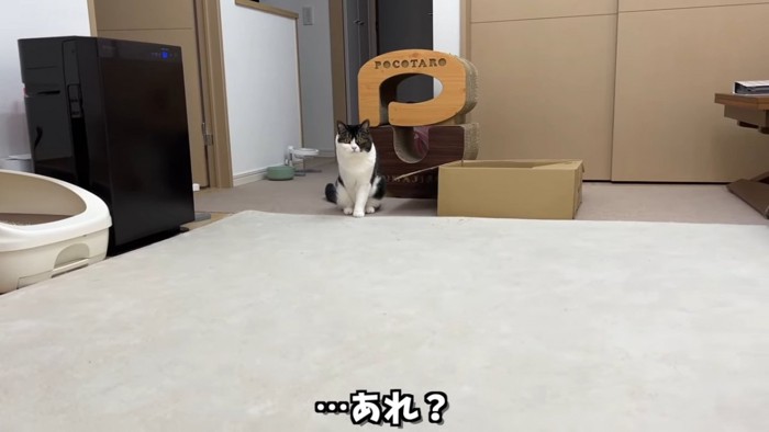 遠くで座る猫