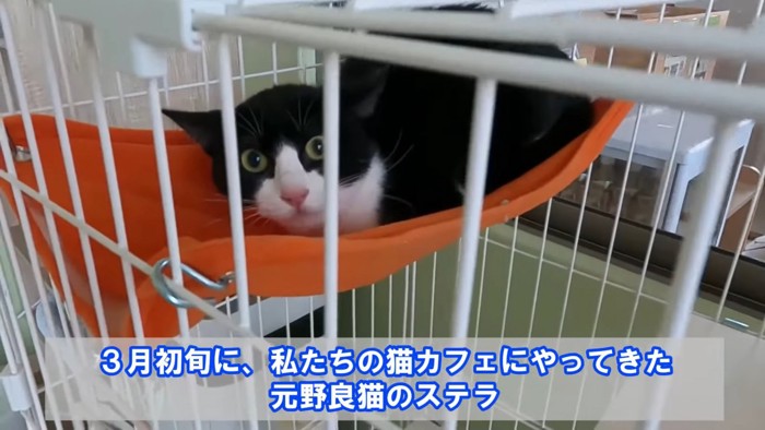 ケージの中にいる猫