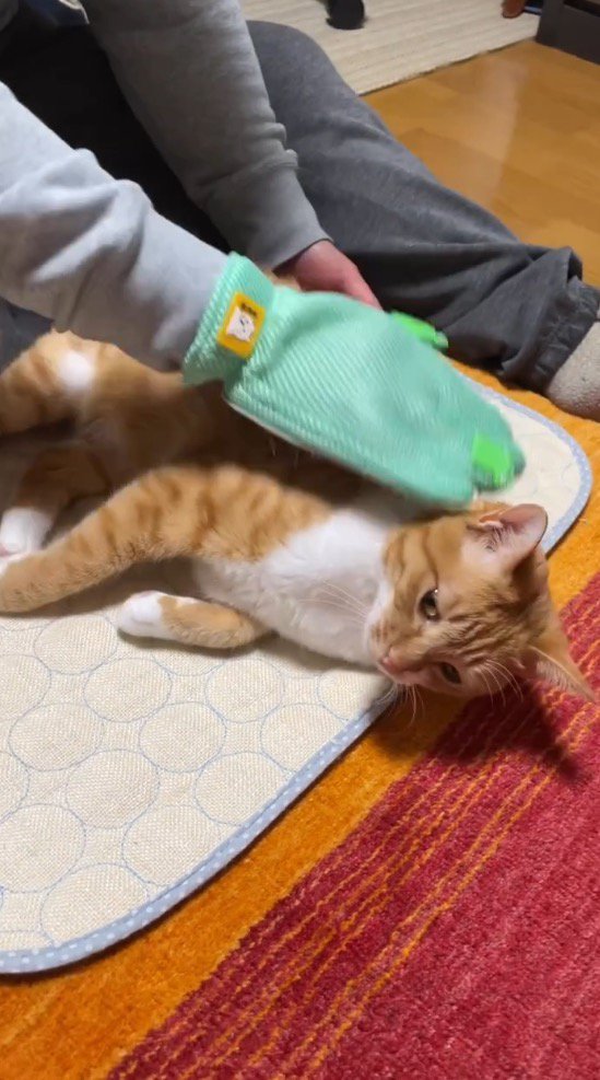 横になって男性にグルーミングしてもらう猫