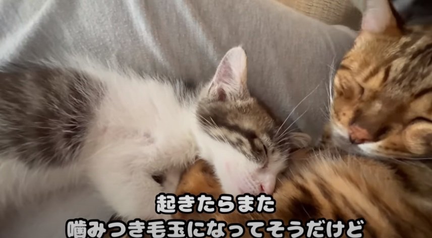 一緒に寝る先住猫と子猫