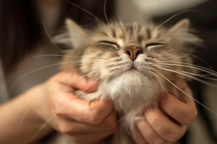 猫の顔を後ろから両手で撫でる人