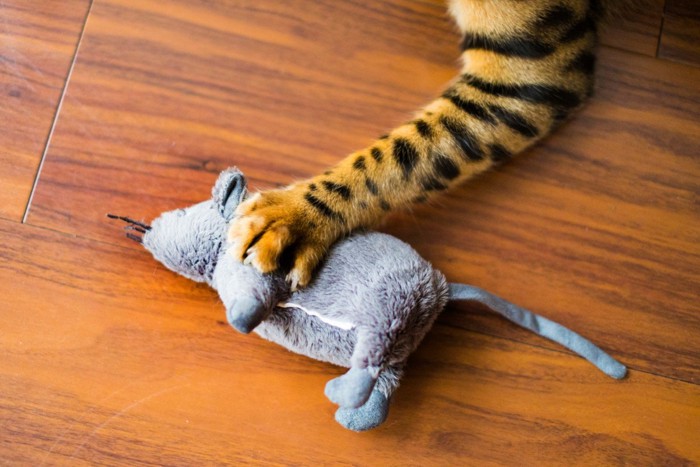 ネズミのぬいぐるみと猫の手