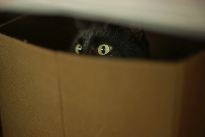 箱の中に隠れる猫