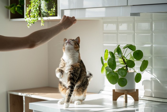 猫を遊ばせる飼い主