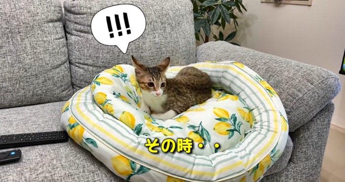 ベッドの上の猫