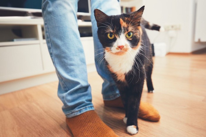 正面を見る猫と人の足