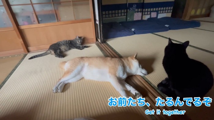 たるんでるぞ