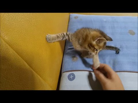 手の方を見る子猫