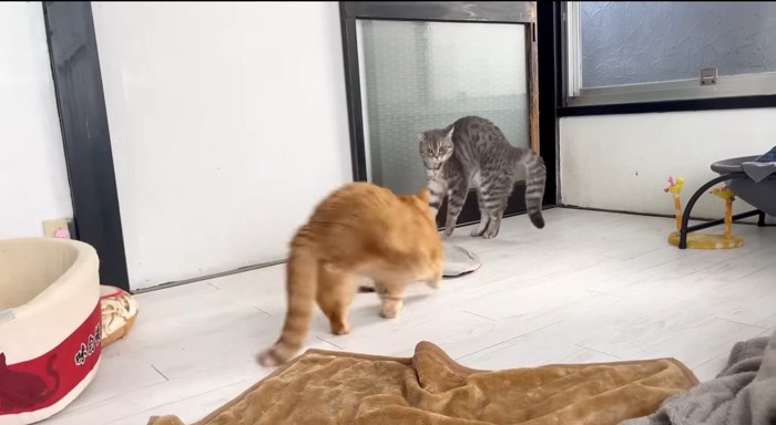 やんのかステップする猫