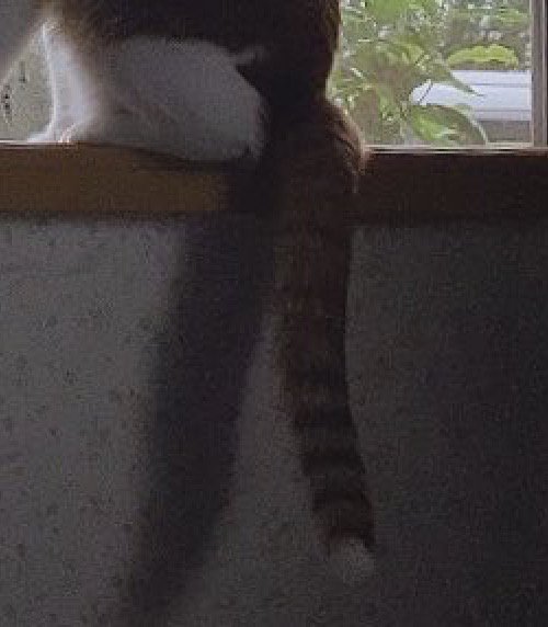 壁に映った成猫のしっぽの影
