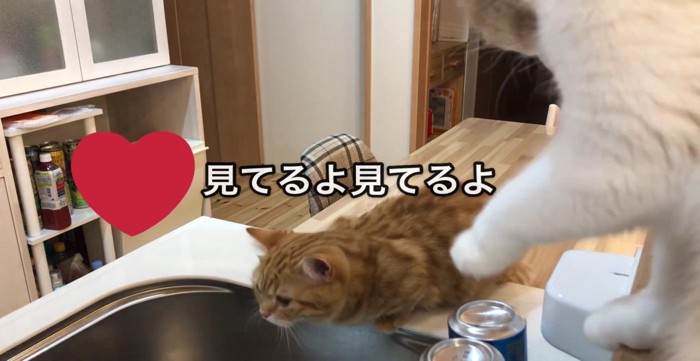 洗い物を前のめりで見つめる2匹