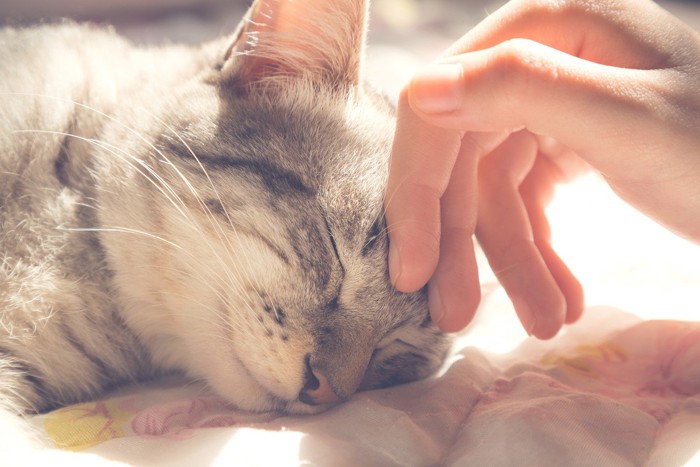 頭を撫でられ気持ちよさそうな猫