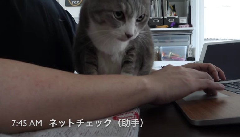 飼い主さんの助手をする猫