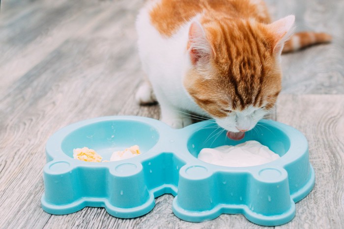 食器に入ったヨーグルトを食べる猫