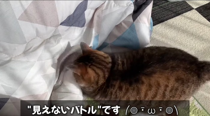 布団の前の猫