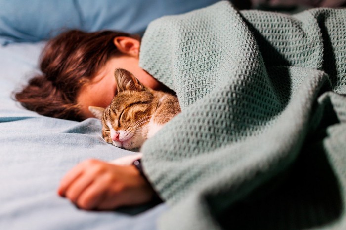 飼い主と寝る猫