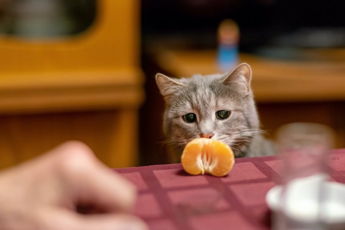 テーブルに置かれたみかんの匂いを嗅ぐ猫