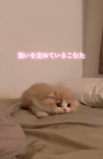 布団の上で身を低くしている子猫