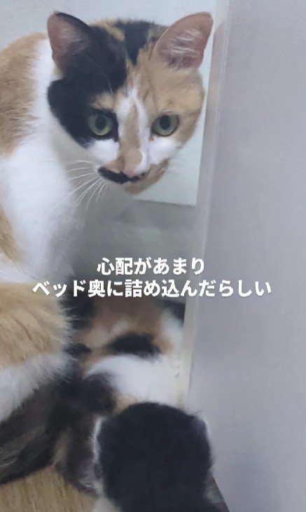 母猫と子猫たち