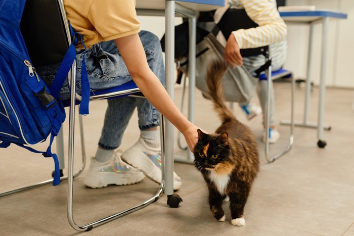 教室を歩き回る猫