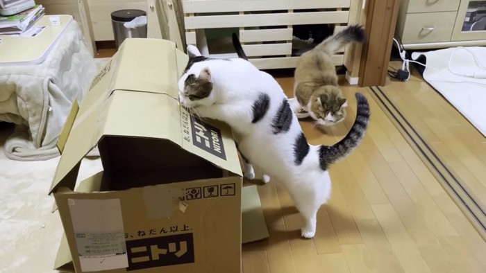 ハウスにつかまり立ちする猫