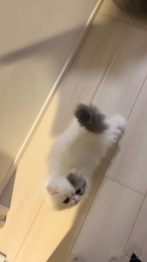 テーブルの上から降りて飼い主のところへ向かう子猫