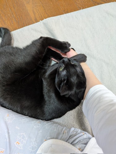 引っ付く猫