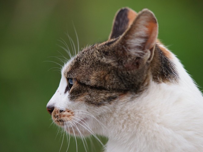 横を向く猫