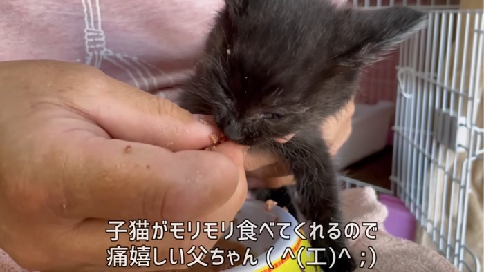 指を噛む子猫