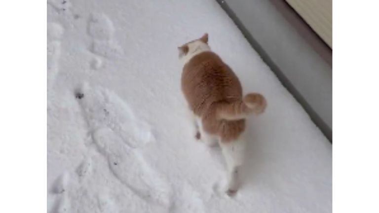 雪の上を歩く猫