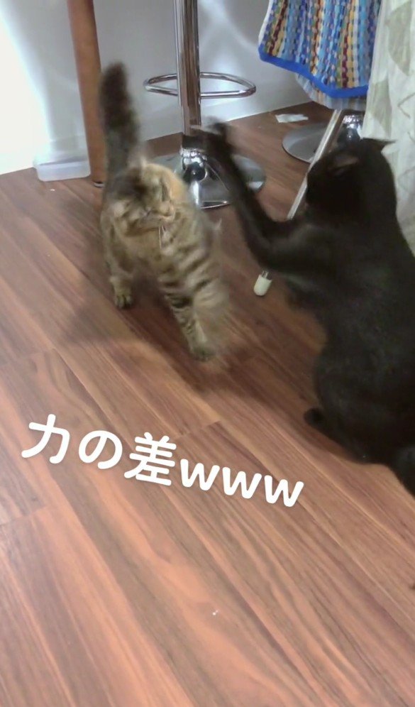バトル中の2匹の猫