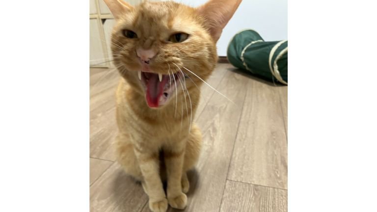 室内にいる猫