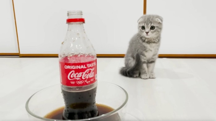 右側でコーラを見る子猫