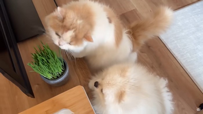 並んで猫草を見つめる